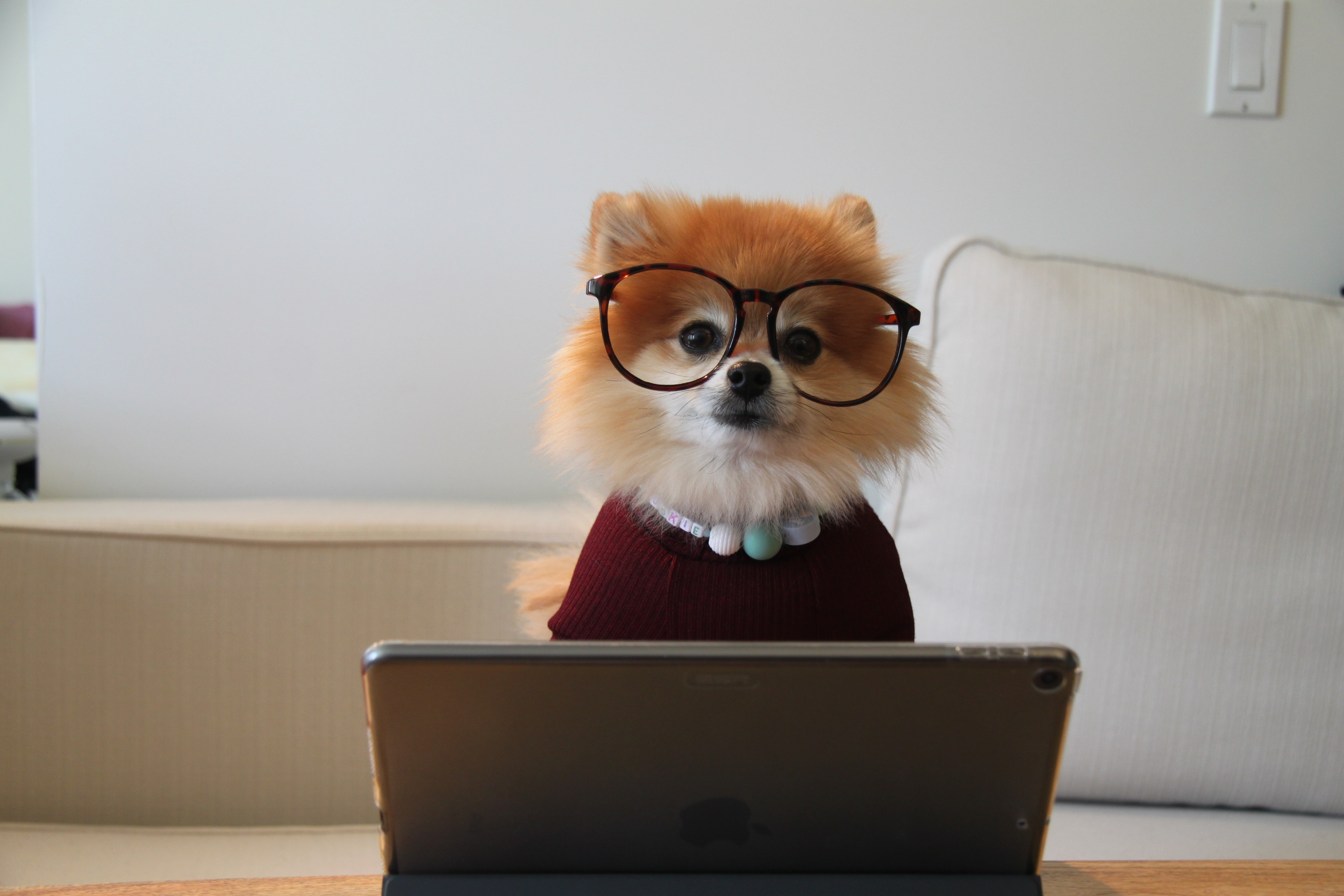 A dog in front of a computer