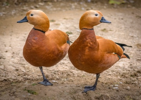 Two ducks standing next to each other on one foot.