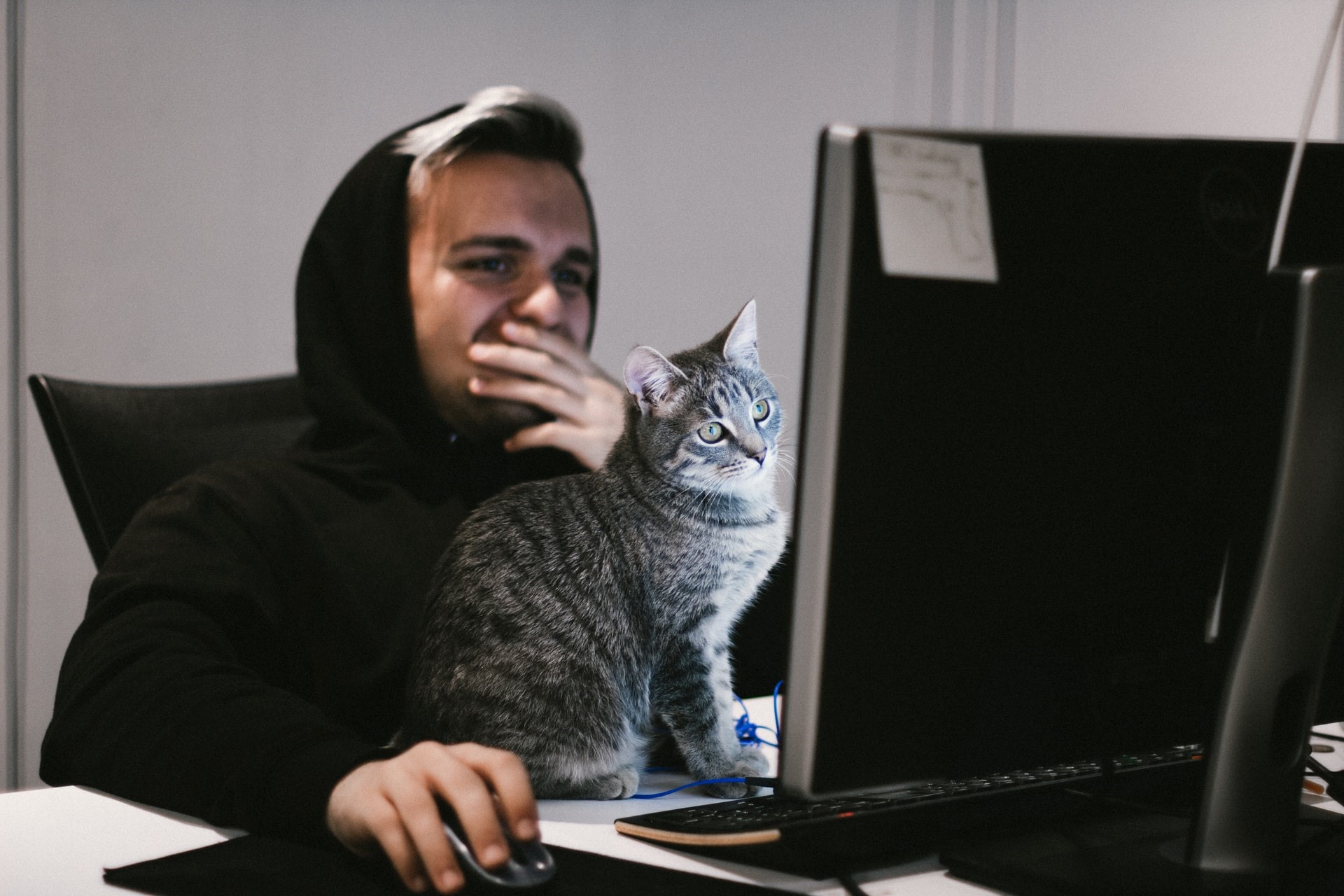 Felines are life-long learners too! Photo by Neringa Šidlauskaitė on Unsplash