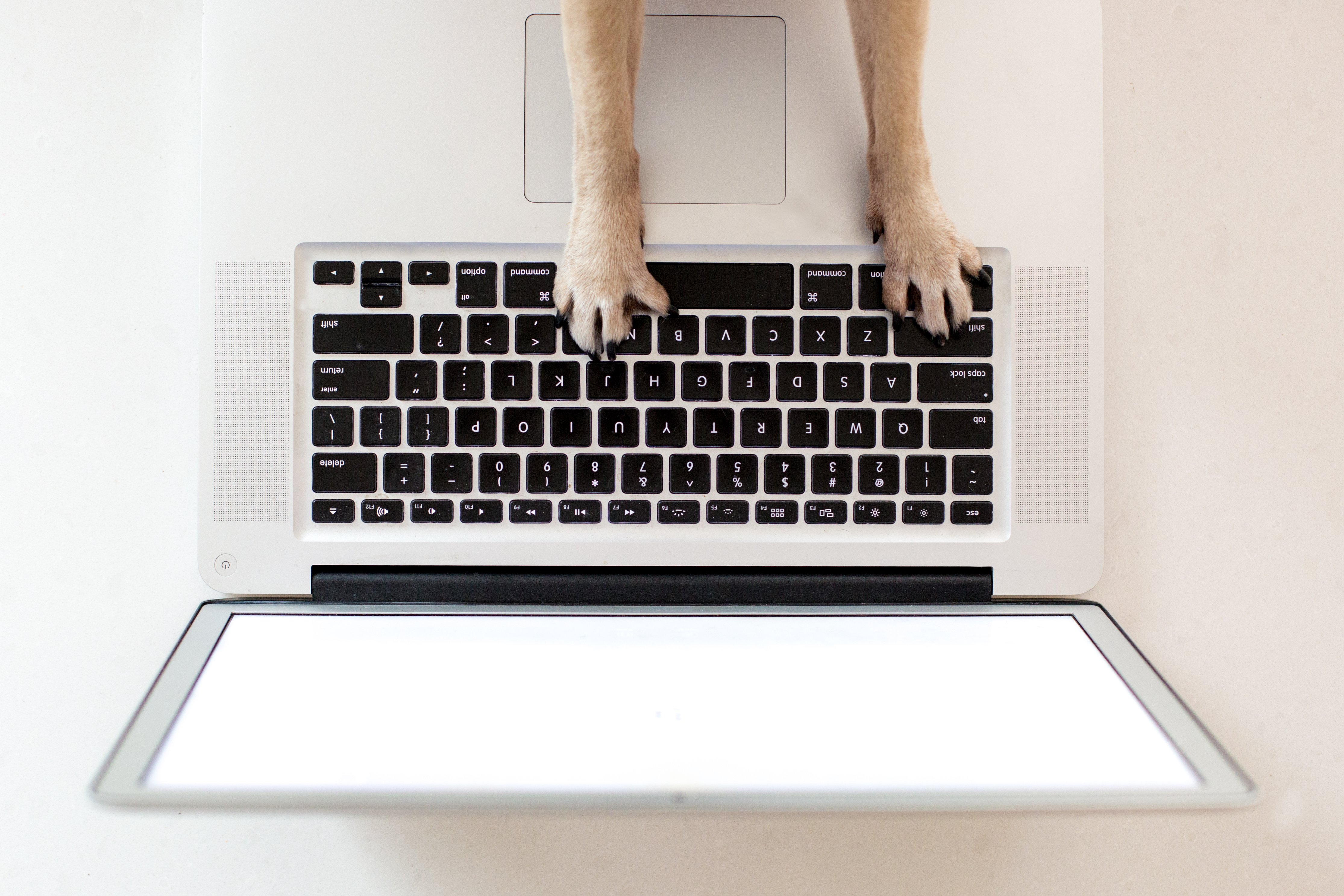 Dog with paws on keyboard