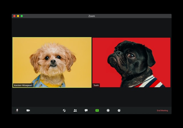 Video still of dogs